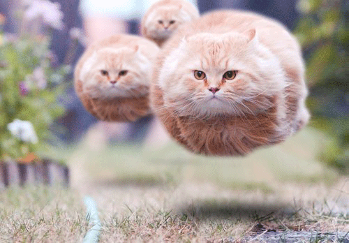 HOVER CATS!