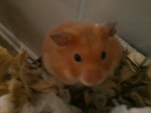 Hamster 1