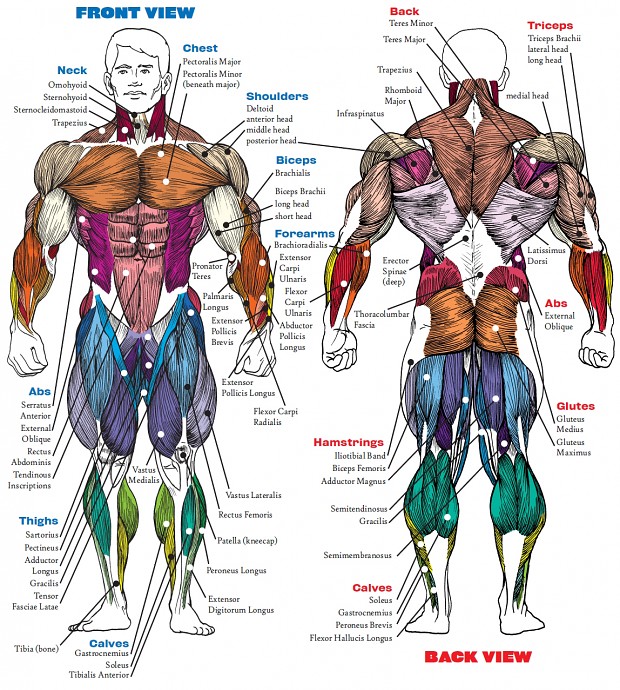 Man Anatomy