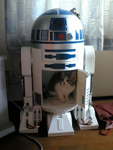 Cat in R2-D2