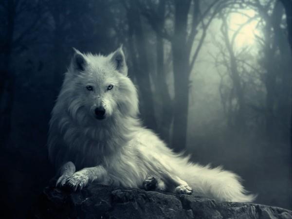 For the wolf lovers =o =D =P XD