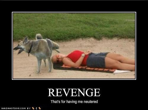 revenge of the dog
