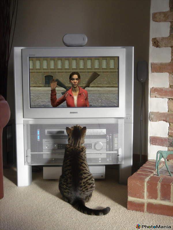 A Cat watching Zoey on the TV xD