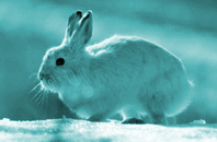 Bunny Wabbit