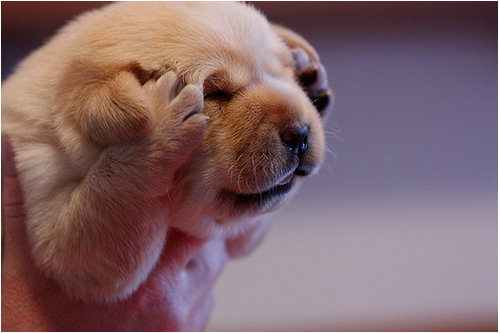 Headache Puppy