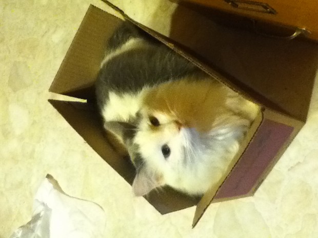 Ketta in a box