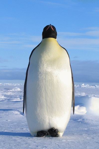 Fat Pinguin