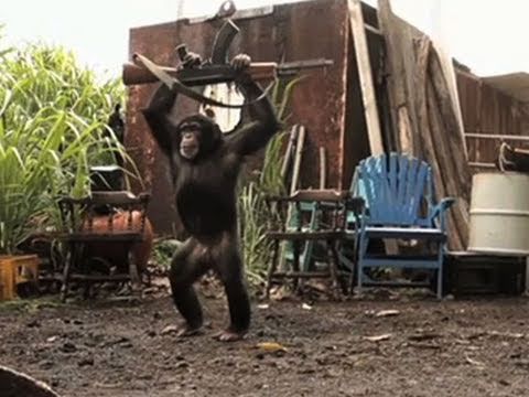 Chimpancés take the control