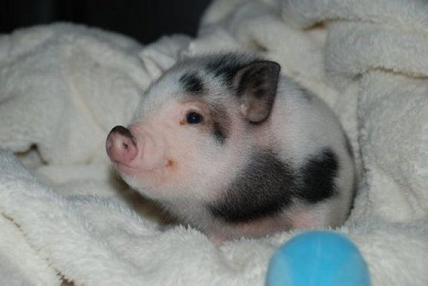 funny mini-pig