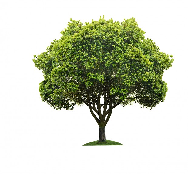 tree.1.jpg