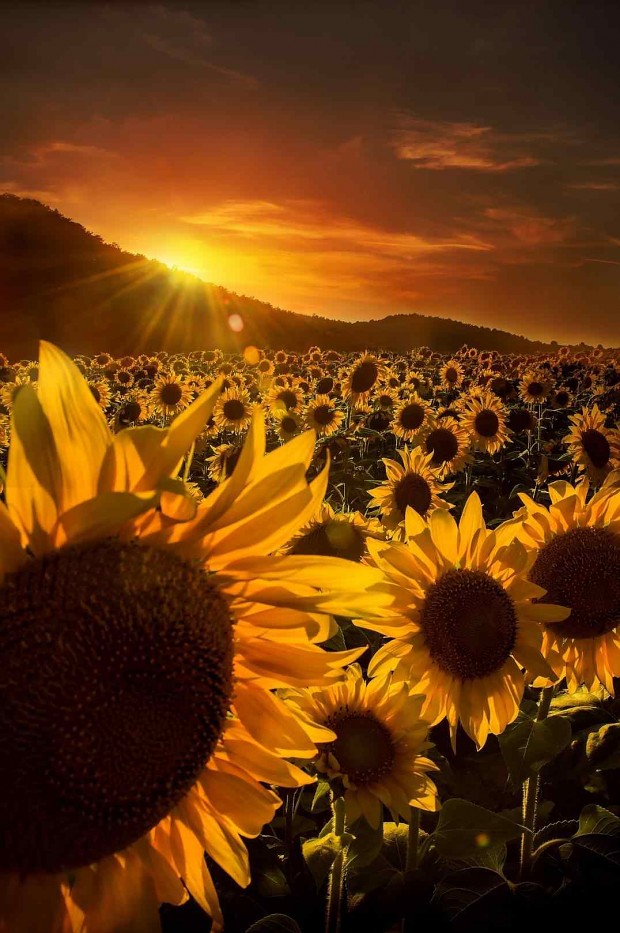 x landscape field of sunflowers sunset wallpaper x sunflower hd wallpaperscom su
