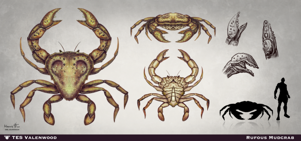 Rufous Mudcrab VII