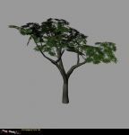 Foliage models by neahc