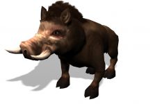 Boar model and skin by NathanA