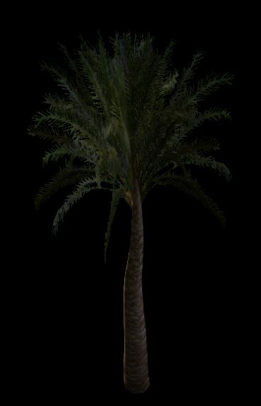 New Palm