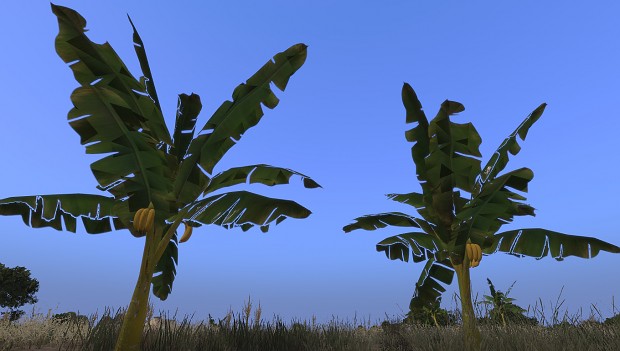 banana growing