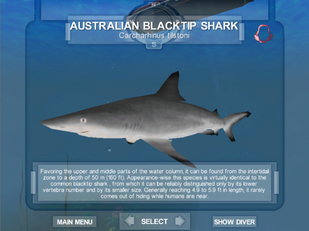 Australian Blacktip Shark image - Shark!! Hunting the Great White ...