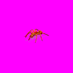Colony Ant - WIP
