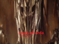 Kings of arda and beyond