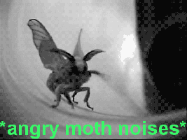 angry moth 1