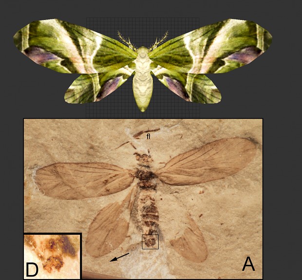 Seresilepidopteron - Fossil Comparison