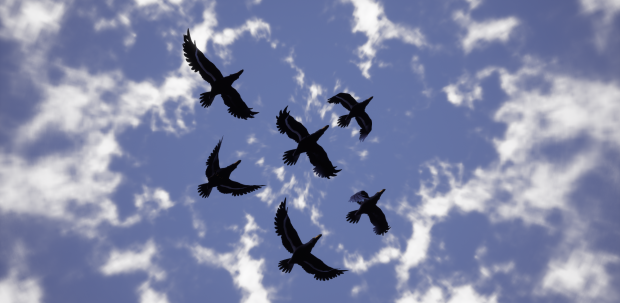 Ravens (Concept image not official)