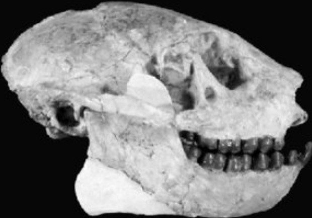 Skull of parapithecus