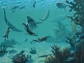 carnivores: cenozoic oceans