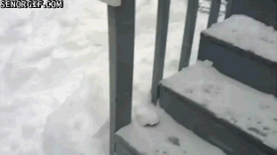 dog sees snow for the 1st time GIF