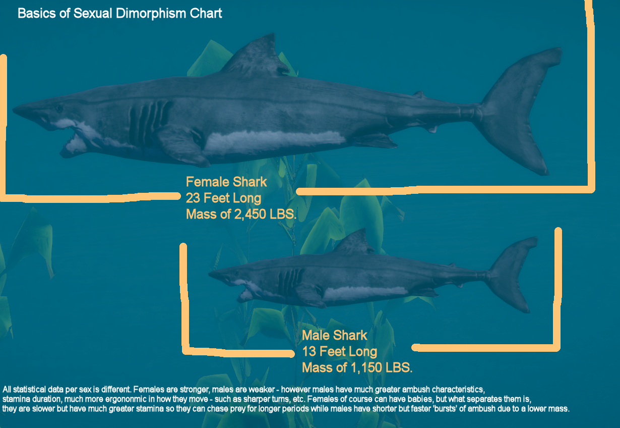 Great White Shark Sexual Dimorphism Characteristics
