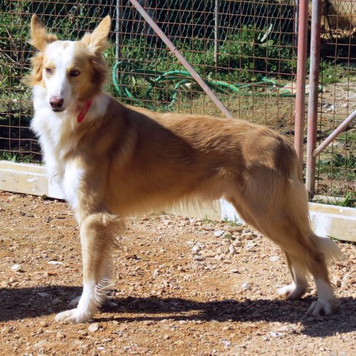 Cão do Barrocal Algarvio – Clube Português de Canicultura
