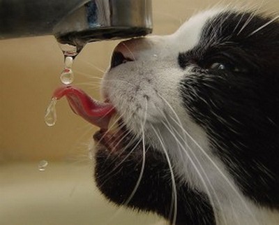 drinking from faucets
