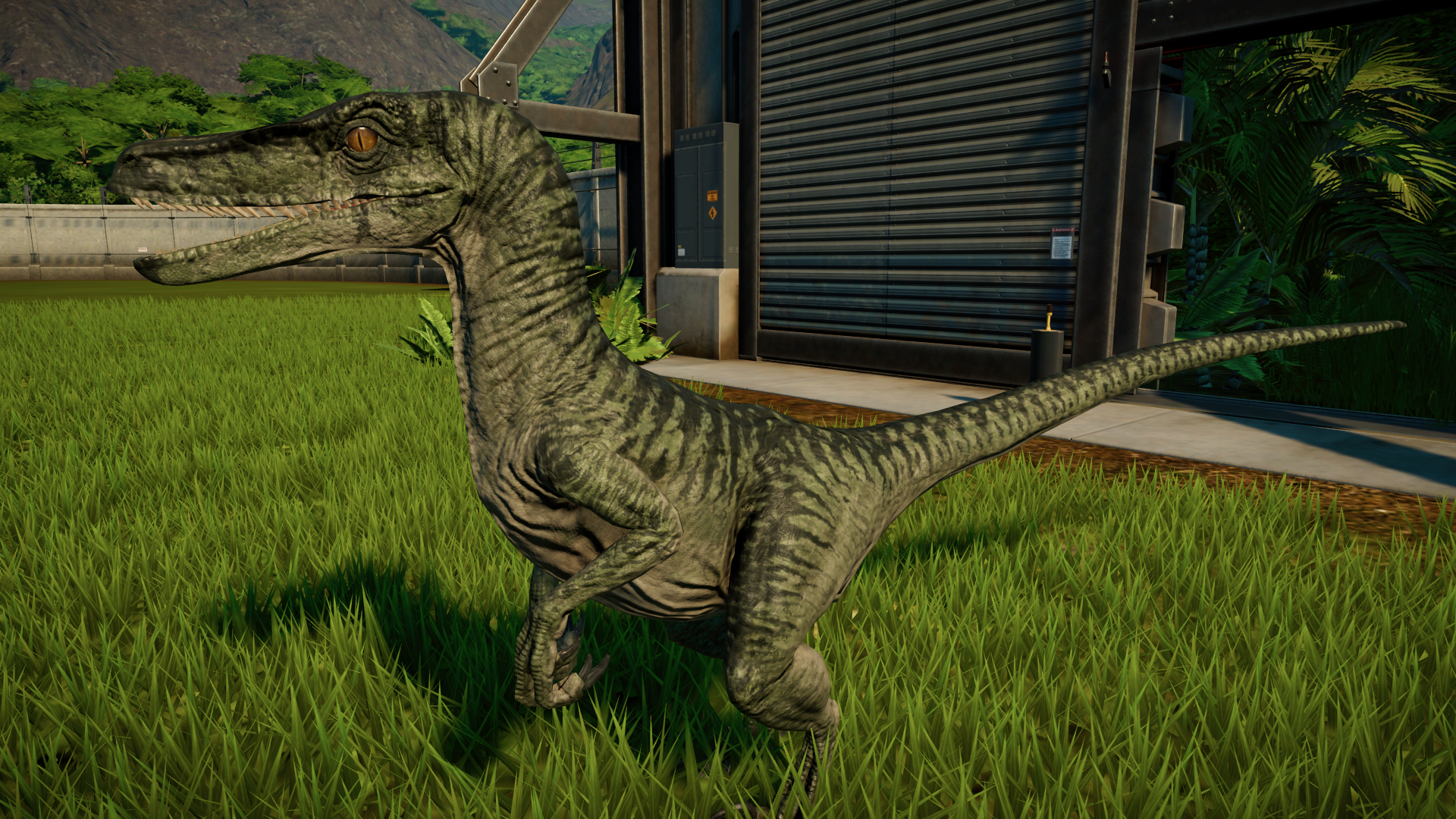 Jurassic World Evolution Velociraptor. Велоцераптор Jurassic World Evolution. Jurassic World Evolution 2 Велоцираптор. Jurassic World Evolution велоцерапторы.