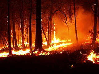 Forest fire is. Лес горит. Горящая балка. Картинка горит лес. Сгоревший лес арт.