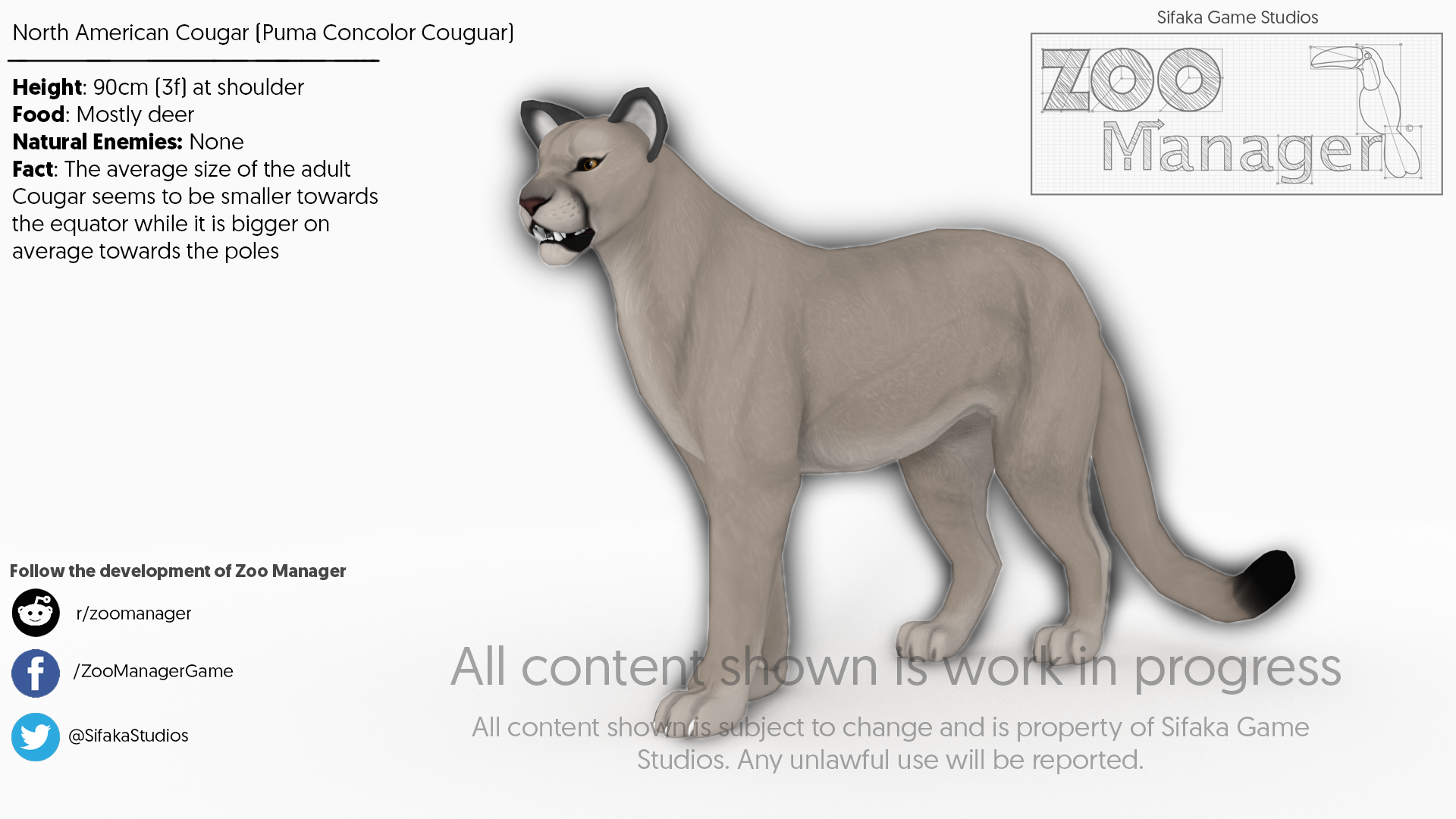north american cougar size