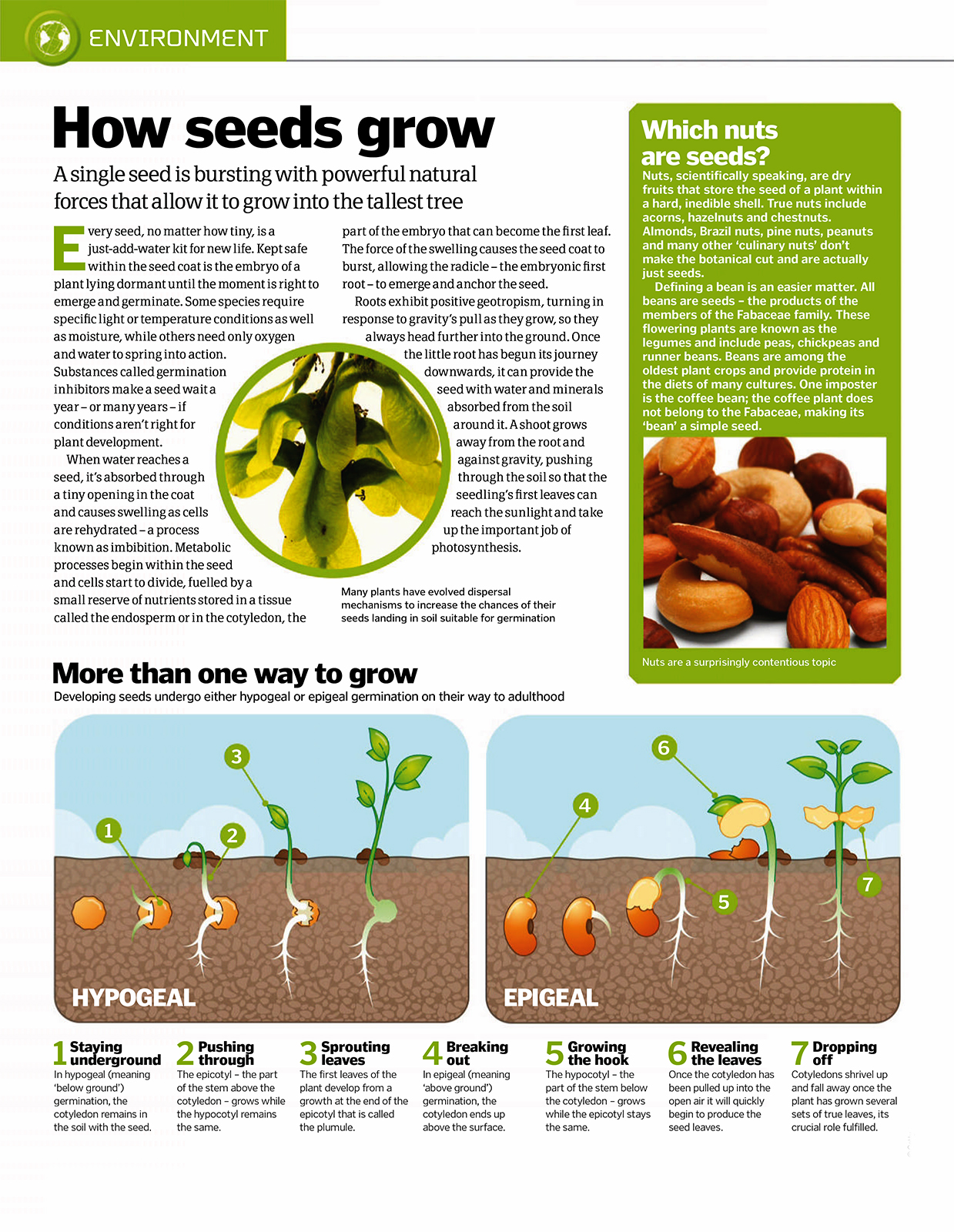 how seeds grow image - History - ModDB