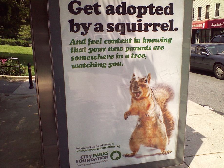 Get adopted. Squirrels will adopt Orphans. Squirrel adopt me.