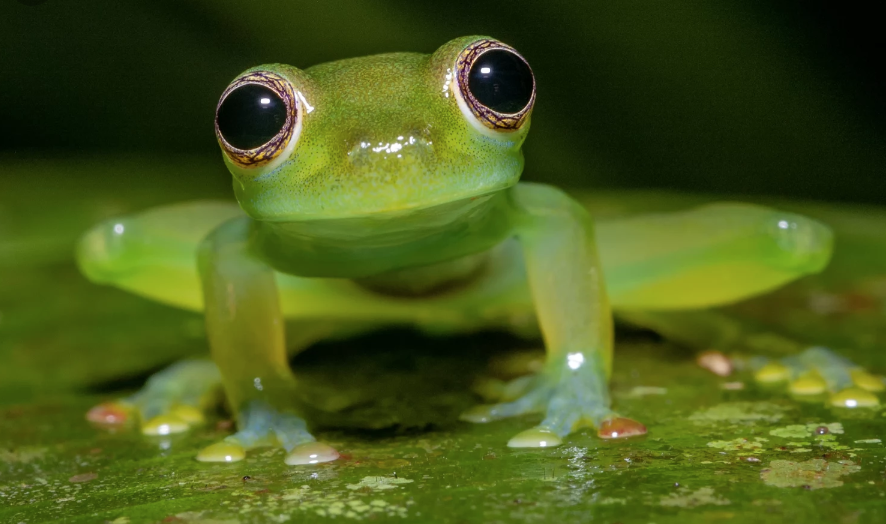 Frog videos. Стеклянная лягушка (Glass Frog). Стеклянная лягушка Флайшмана. Макайская лягушка. Венесуэльская стеклянная лягушка.