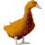 Orange_duck