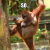 A_Drunk_Orangutan