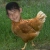 irish_chicken