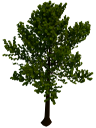 Individual tree