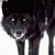 dark-wolf