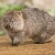 TheCrazy_Wombat