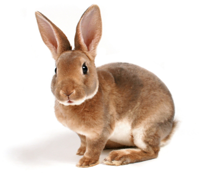 rabbit stats 490