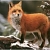 paladin-fox