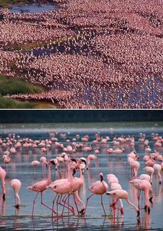 Flamingos of Lake Nakuru