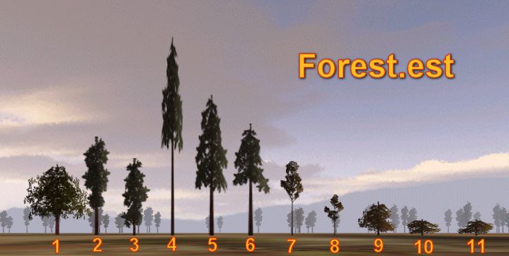 forest treeslrg