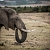 Lone_Elephant