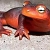 squigidy-newt
